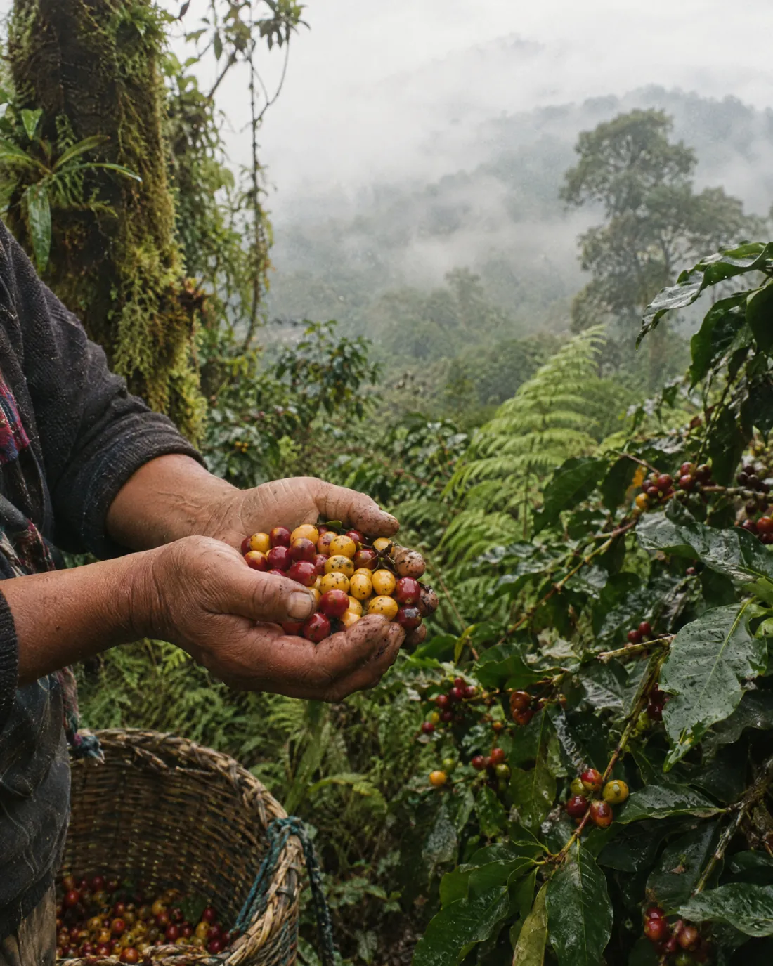 Fresh cherries in the cloud forests of the Sierra Madre de Chiapas.